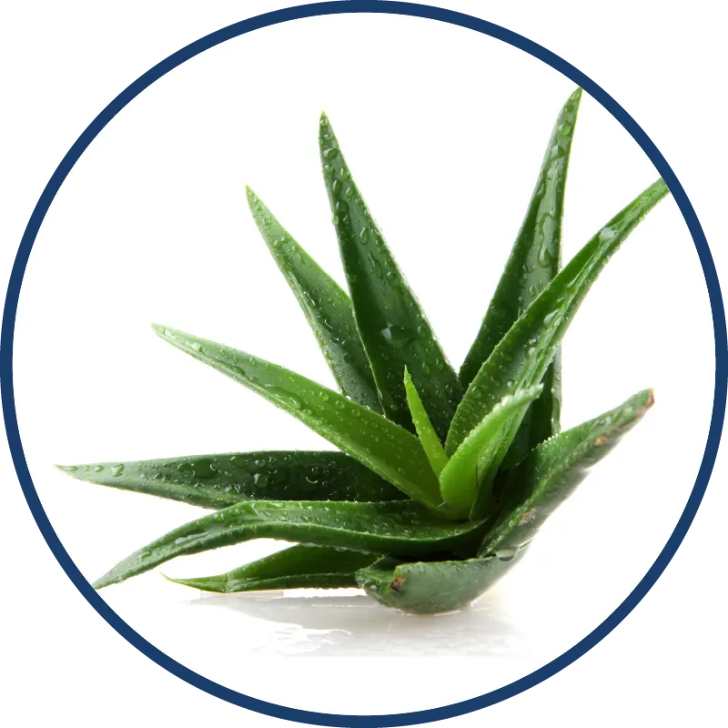 Cape Aloe Leaf