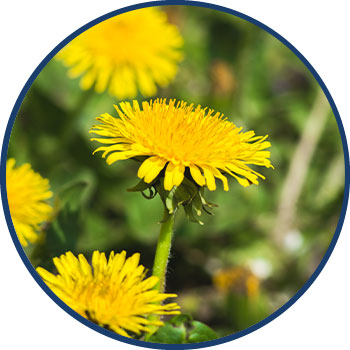 Dandelion Extract