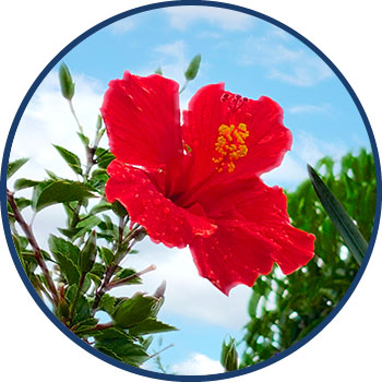 Hibiscus Extract