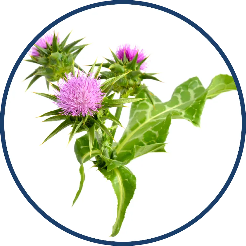 Milk Thistle