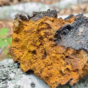 chaga