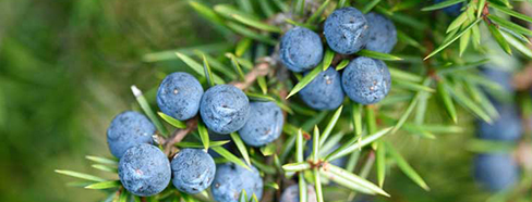 juniper-berry